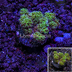 USA Cultured Pink and Green Pocillopora Damicornis Coral (click for more detail)