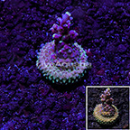 USA Cultured TSA Purple Rain Acropora Coral (click for more detail)