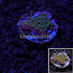 USA Cultured TSA Blueberry Fields Montipora Coral (click for more detail)