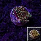 LiveAquaria® Aquacultured Ultra Montipora Coral (click for more detail)
