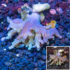 Sinularia Leather Coral Vietnam (click for more detail)