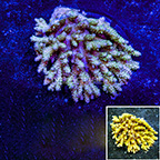 Aussie Acropora Coral (click for more detail)