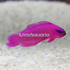 USA Captive-Bred Orchid Dottyback (click for more detail)