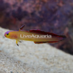 Exquisite Firefish (click for more detail)