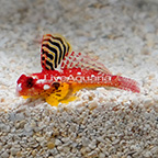 Ruby Red Scooter Dragonet (click for more detail)