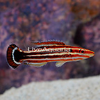 Peppermint Candy Cane Hogfish (click for more detail)