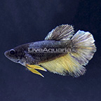Roundtail Betta, Female (click for more detail)