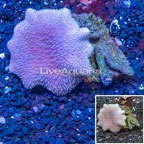 Toadstool Leather Mushroom Coral Vietnam (click for more detail)