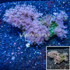 Xenia Coral Vietnam (click for more detail)