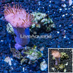 Toadstool Leather Coral Vietnam (click for more detail)