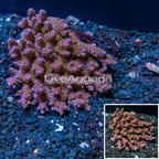 Acropora Coral Australia (click for more detail)