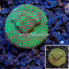 USA Cultured Screamin' Demon Porites Coral (click for more detail)