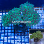 Frogspawn Coral Indonesia (click for more detail)