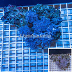 Xenia Coral Vietnam (click for more detail)