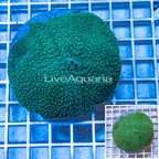 Rhodactis Mushroom Rock Indonesia (click for more detail)