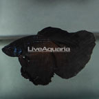 Black Orchid Betta, Male (click for more detail)