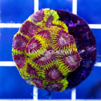 USA Cultured Wolverine Favia Brain Coral (click for more detail)