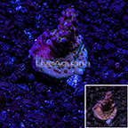 USA Cultured ARC Firework Acropora Coral (click for more detail)