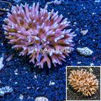 Birdsnest Coral Fiji (click for more detail)