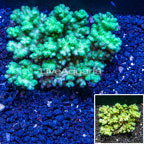  Green Pocillopora Coral Fiji (click for more detail)