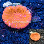 Scolymia Coral Australia (click for more detail)