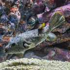 Dogface Puffer  (click for more detail)