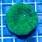 Scolymia Coral Australia (click for more detail)