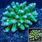 Acropora Coral Fiji (click for more detail)