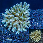 Acropora Coral Fiji (click for more detail)