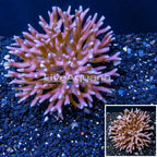 Birdsnest Coral Fiji (click for more detail)