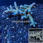 Acropora Coral Fiji (click for more detail)