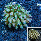 Acropora Coral Fiji (click for more detail)