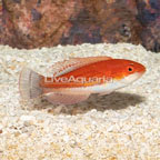 Carpenter's Flasher Wrasse  (click for more detail)