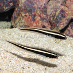 Engineer Goby, Pair (click for more detail)