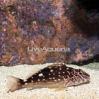 Giant Hawkfish  (click for more detail)