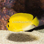 Flagfin Angelfish (click for more detail)