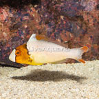 Bicolor Parrotfish [Blemish] (click for more detail)