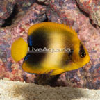 West African Angelfish (click for more detail)