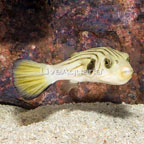 Narrow-Lined Puffer (click for more detail)