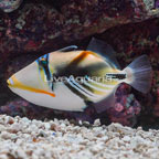 Humu Picasso Triggerfish (click for more detail)