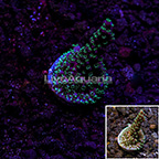 USA Cultured TSA Candlelight Stag Acropora Coral (click for more detail)