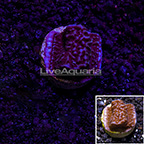 LiveAquaria® Ultra Purple Montipora Coral (click for more detail)