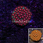 USA Cultured Jingle Bells Cyphastrea Coral (click for more detail)