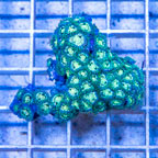Zoanthus Coral Vietnam (click for more detail)