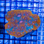 Ultra Chalice Coral Indonesia (click for more detail)