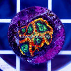 USA Cultured Ultron Favia Brain Coral (click for more detail)