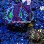 LiveAquaria® Cultured Acan Lord Coral (click for more detail)