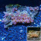 Zoanthus Coral Vietnam (click for more detail)