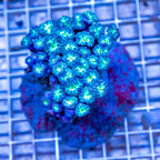 Blastomussa Coral Indonesia (click for more detail)