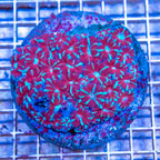 Acan Lord Coral Indonesia (click for more detail)